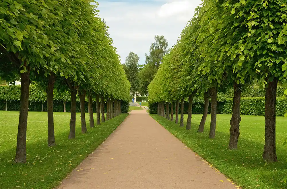 a walking path surrounded by trees on both sides