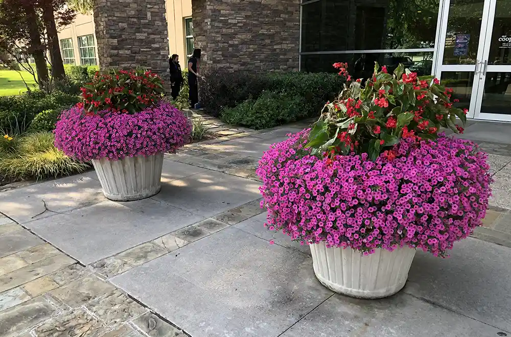 two pots of purple flowers