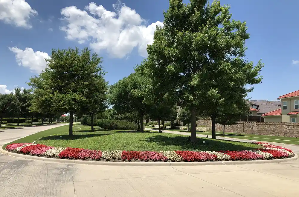 flowers and trees in a street